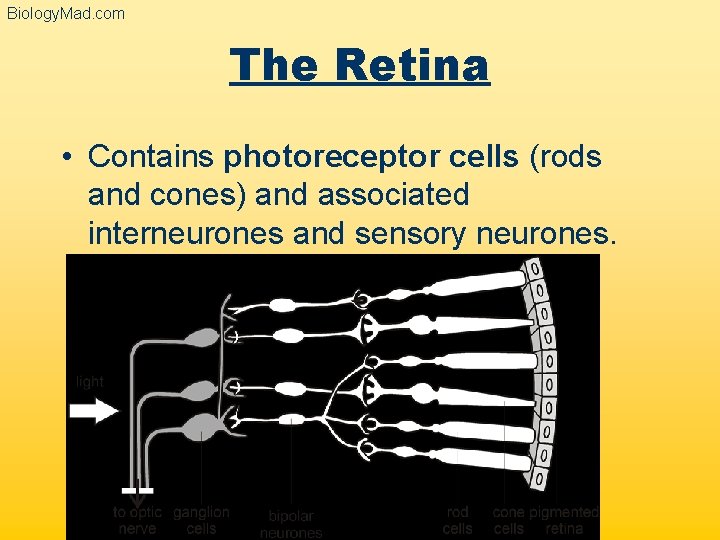 Biology. Mad. com The Retina • Contains photoreceptor cells (rods and cones) and associated