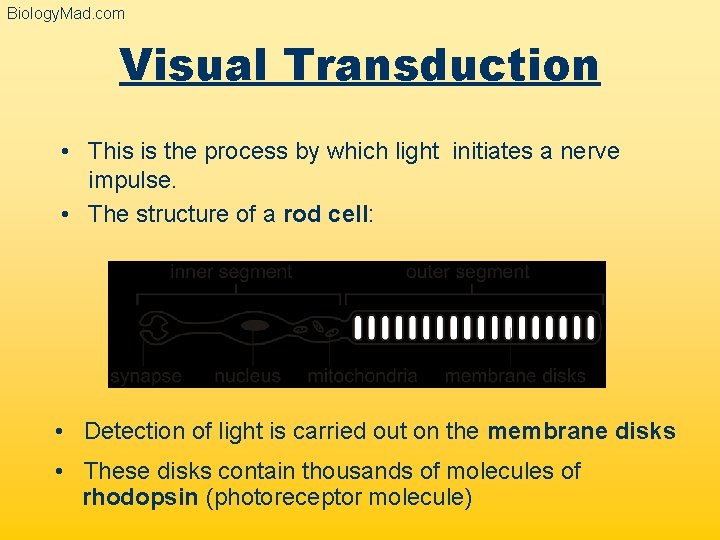 Biology. Mad. com Visual Transduction • This is the process by which light initiates