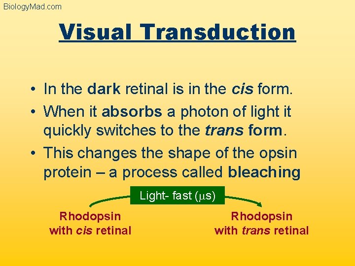 Biology. Mad. com Visual Transduction • In the dark retinal is in the cis