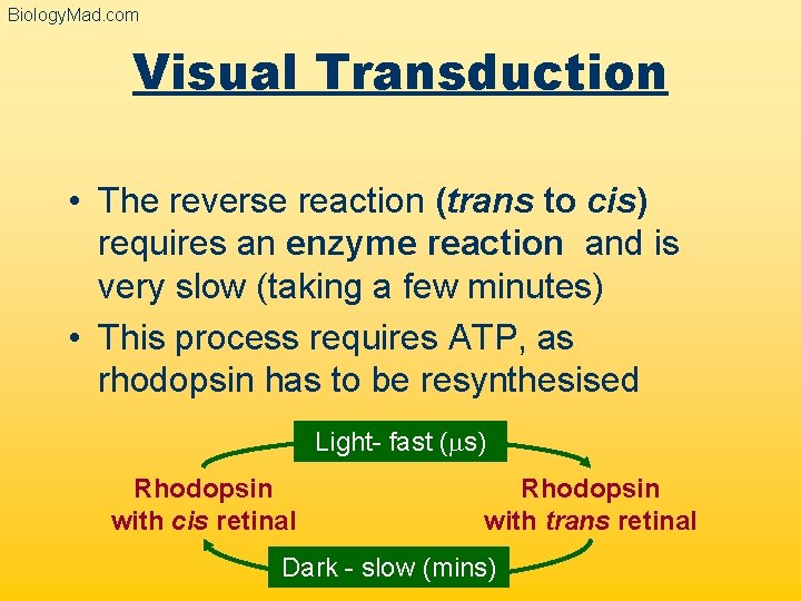 Biology. Mad. com Visual Transduction • The reverse reaction (trans to cis) requires an