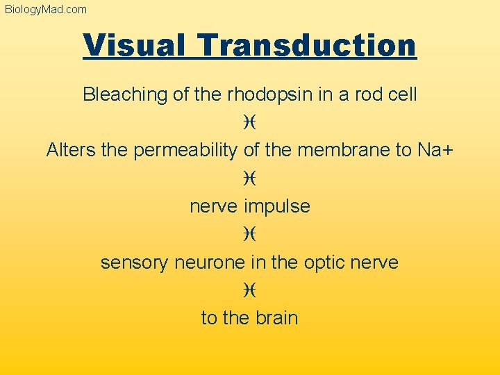 Biology. Mad. com Visual Transduction Bleaching of the rhodopsin in a rod cell i