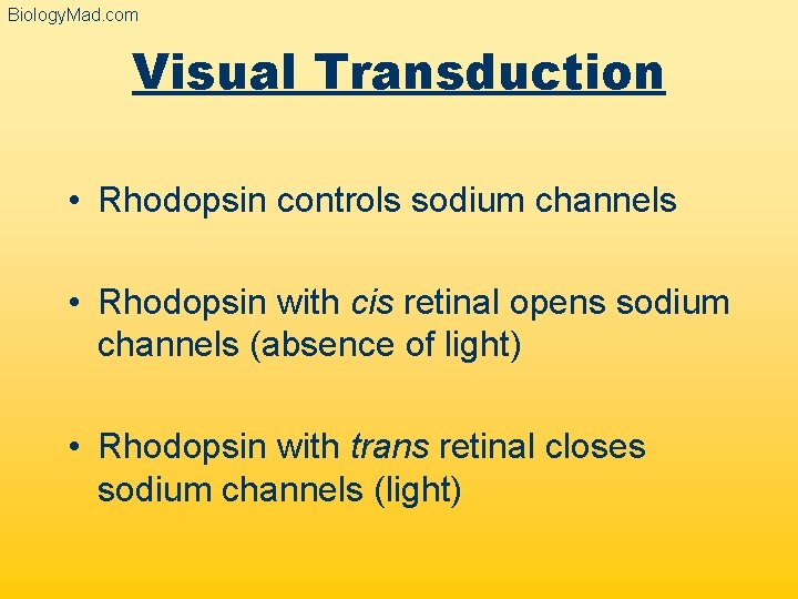 Biology. Mad. com Visual Transduction • Rhodopsin controls sodium channels • Rhodopsin with cis