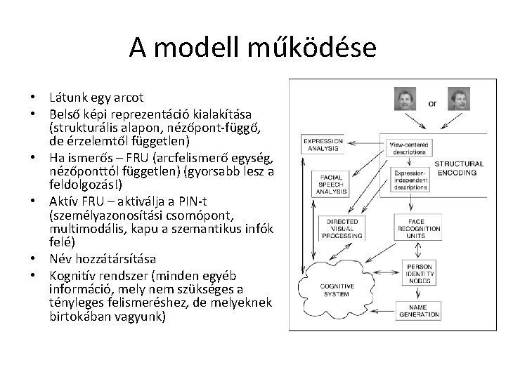 A modell működése • Látunk egy arcot • Belső képi reprezentáció kialakítása (strukturális alapon, A modell működése • Látunk egy arcot • Belső képi reprezentáció kialakítása (strukturális alapon,