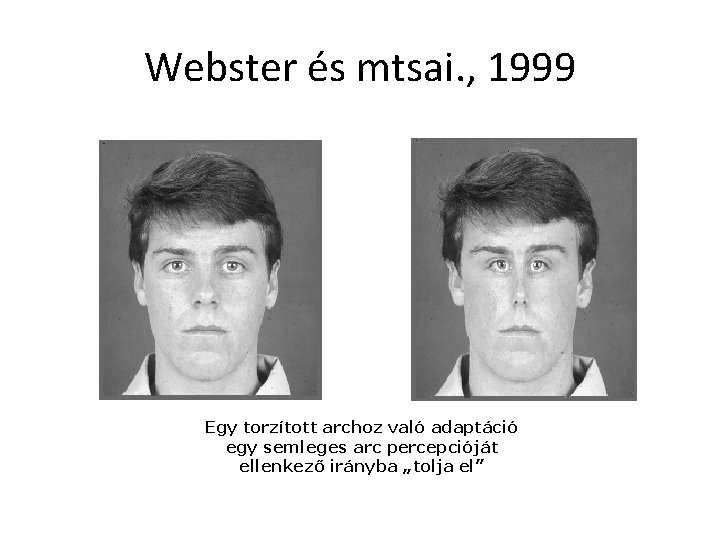 Webster és mtsai. , 1999 Egy torzított archoz való adaptáció egy semleges arc percepcióját Webster és mtsai. , 1999 Egy torzított archoz való adaptáció egy semleges arc percepcióját