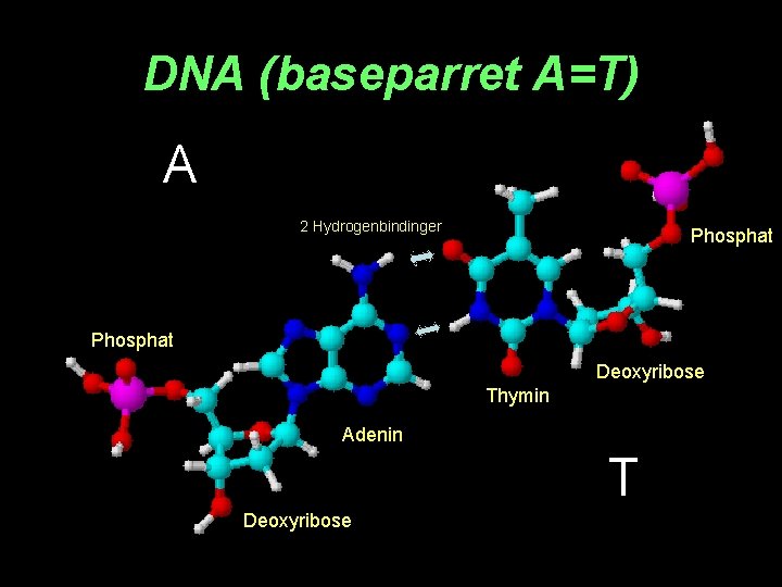 DNA (baseparret A=T) A 2 Hydrogenbindinger Phosphat Deoxyribose Thymin Adenin T Deoxyribose 
