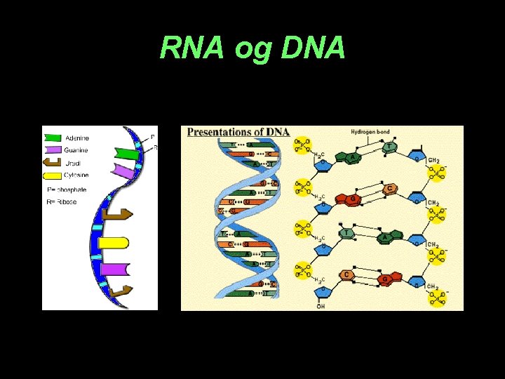 RNA og DNA 