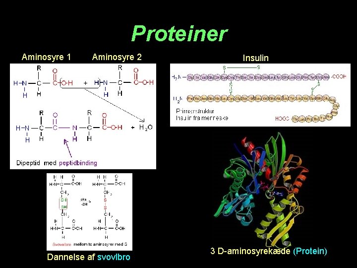 Proteiner Aminosyre 1 Aminosyre 2 Dannelse af svovlbro Insulin 3 D-aminosyrekæde (Protein) 