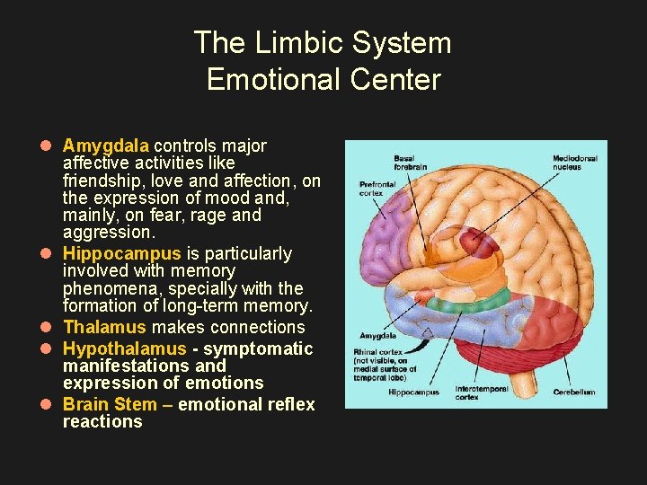 The Limbic System Emotional Center l Amygdala controls major affective activities like friendship, love