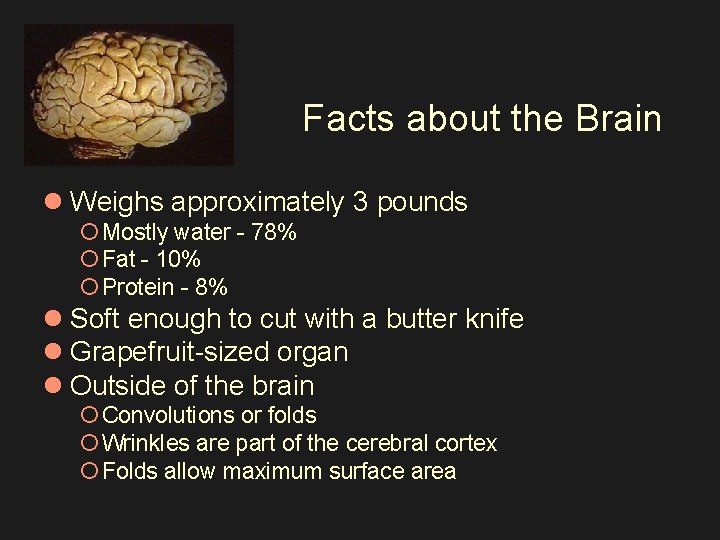 Facts about the Brain l Weighs approximately 3 pounds ¡ Mostly water - 78%