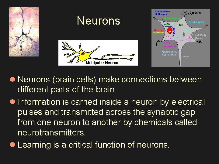Neurons l Neurons (brain cells) make connections between different parts of the brain. l