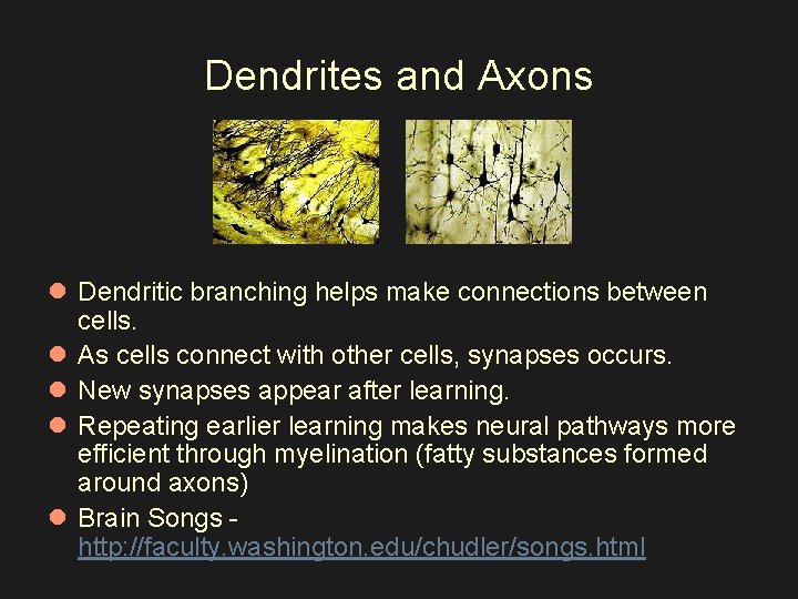Dendrites and Axons l Dendritic branching helps make connections between cells. l As cells