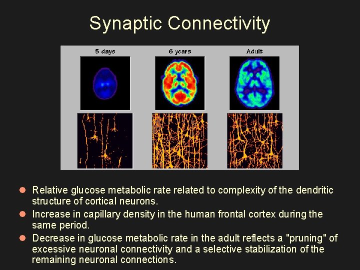 Synaptic Connectivity l Relative glucose metabolic rate related to complexity of the dendritic structure