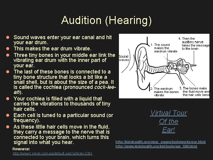 Audition (Hearing) l Sound waves enter your ear canal and hit your ear drum.