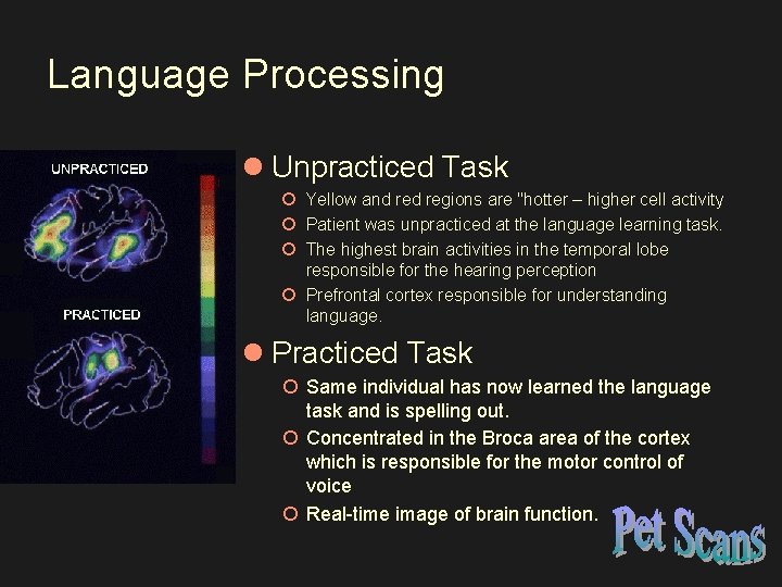 Language Processing l Unpracticed Task ¡ Yellow and regions are "hotter – higher cell