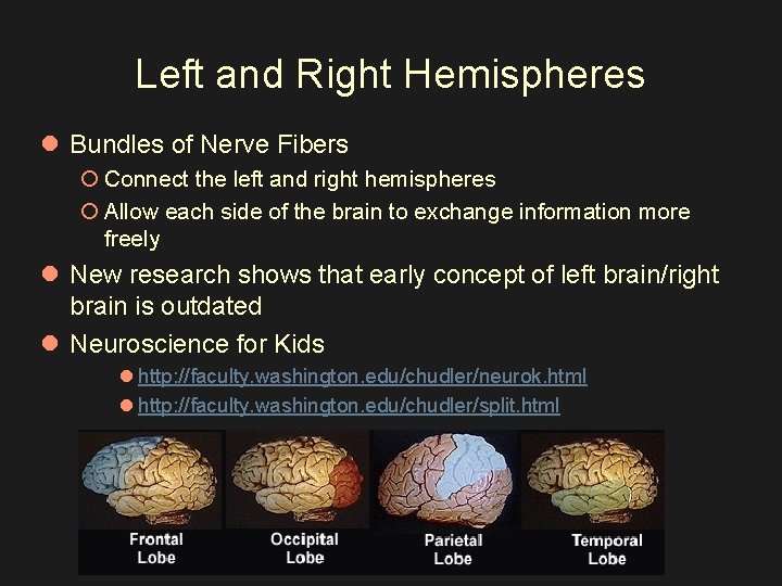 Left and Right Hemispheres l Bundles of Nerve Fibers ¡ Connect the left and