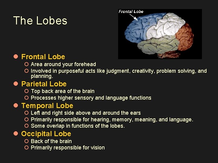 The Lobes l Frontal Lobe ¡ Area around your forehead ¡ Involved in purposeful