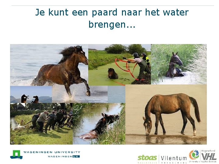 Je kunt een paard naar het water brengen. . . 