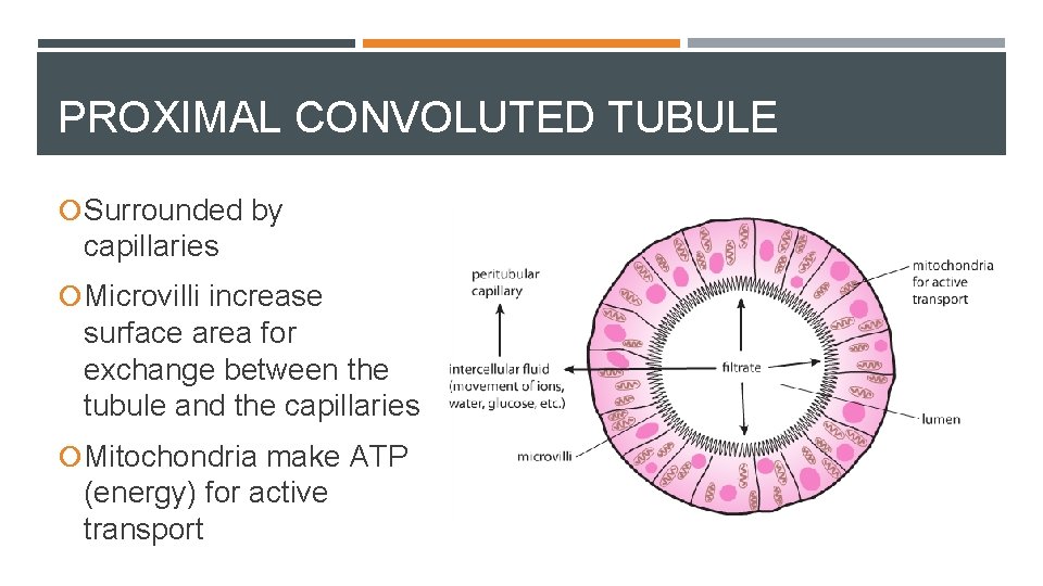 PROXIMAL CONVOLUTED TUBULE Surrounded by capillaries Microvilli increase surface area for exchange between the