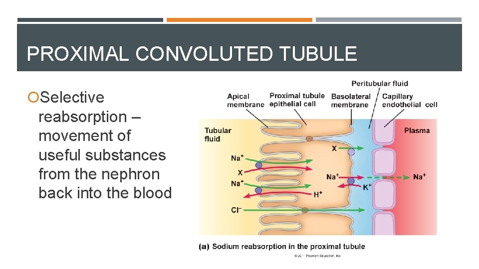 PROXIMAL CONVOLUTED TUBULE Selective reabsorption – movement of useful substances from the nephron back