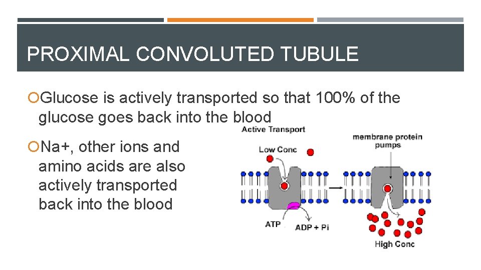 PROXIMAL CONVOLUTED TUBULE Glucose is actively transported so that 100% of the glucose goes