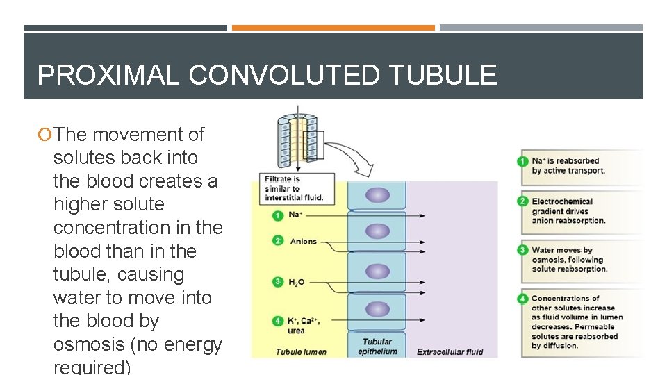 PROXIMAL CONVOLUTED TUBULE The movement of solutes back into the blood creates a higher