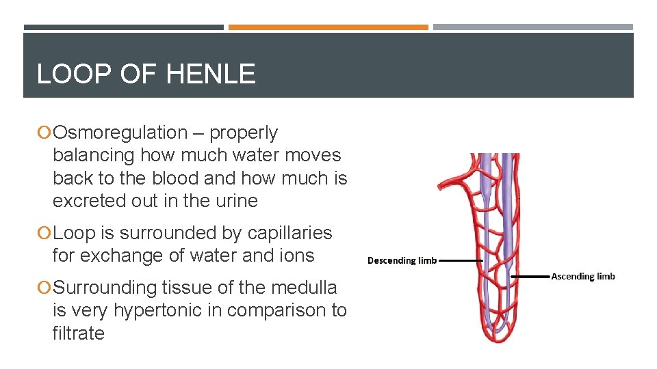 LOOP OF HENLE Osmoregulation – properly balancing how much water moves back to the