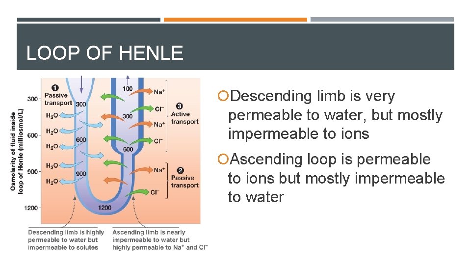 LOOP OF HENLE Descending limb is very permeable to water, but mostly impermeable to