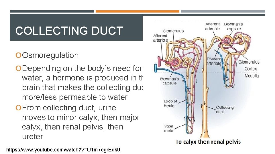 COLLECTING DUCT Osmoregulation Depending on the body’s need for water, a hormone is produced