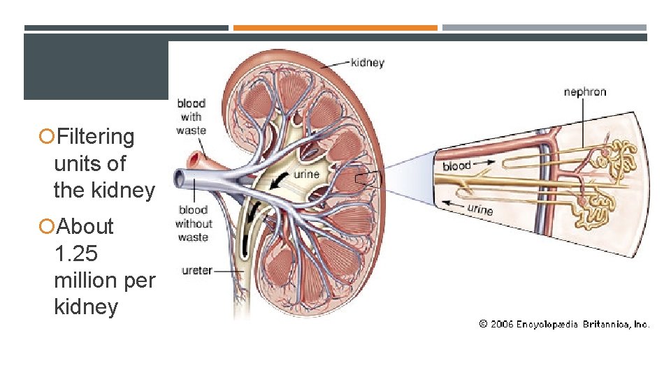 THE NEPHRON Filtering units of the kidney About