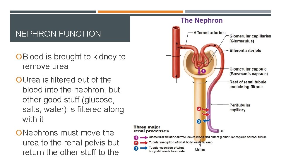 NEPHRON FUNCTION Blood is brought to kidney to remove urea Urea is filtered out
