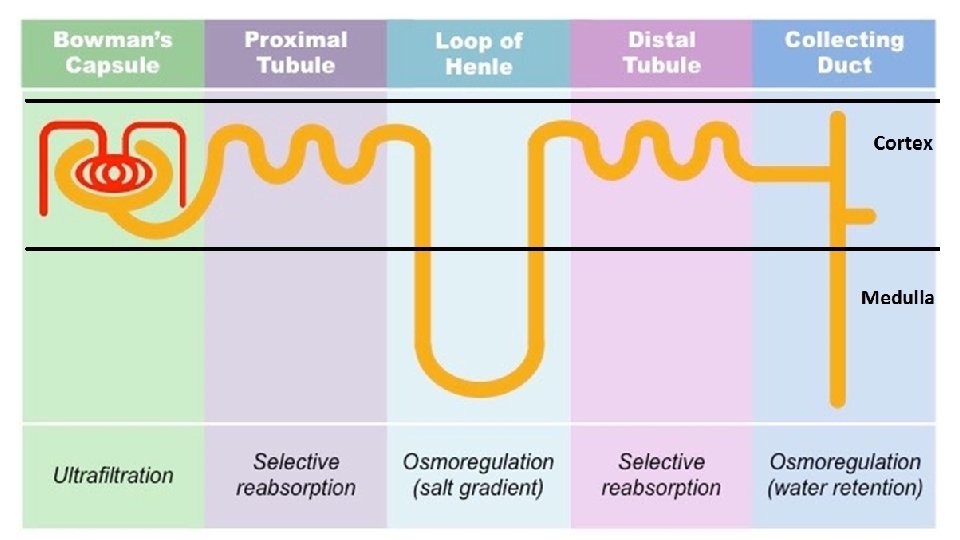 THE NEPHRON Filtering units of the kidney About