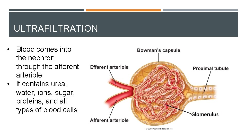 ULTRAFILTRATION • Blood comes into the nephron through the afferent arteriole • It contains