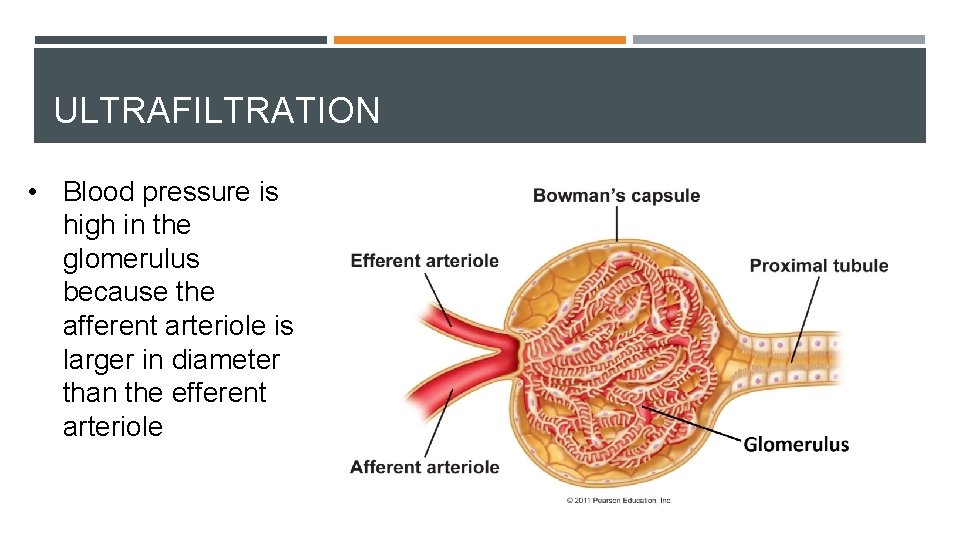 ULTRAFILTRATION • Blood pressure is high in the glomerulus because the afferent arteriole is