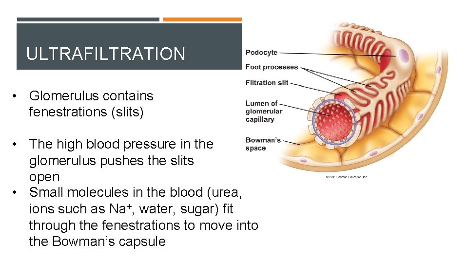 ULTRAFILTRATION • Glomerulus contains fenestrations (slits) • The high blood pressure in the glomerulus
