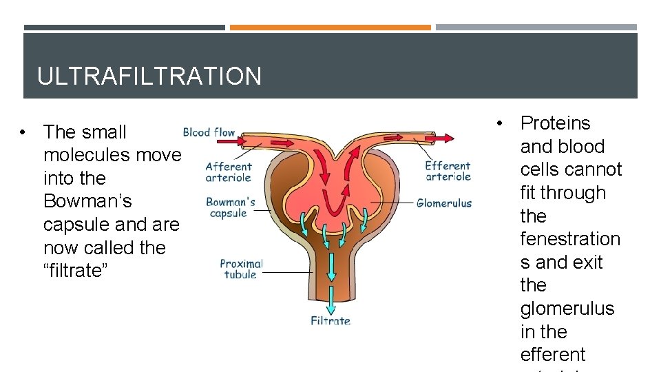 ULTRAFILTRATION • The small molecules move into the Bowman’s capsule and are now called