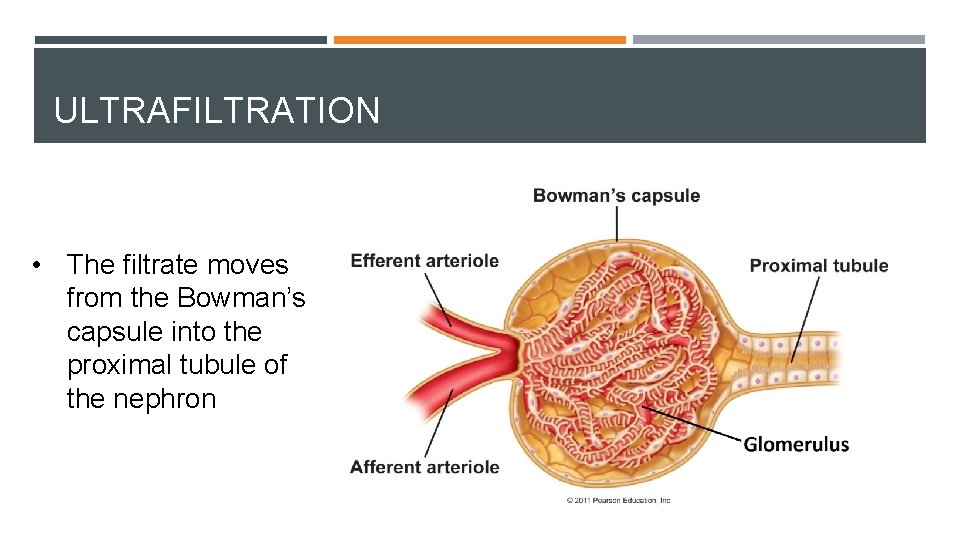 ULTRAFILTRATION • The filtrate moves from the Bowman’s capsule into the proximal tubule of