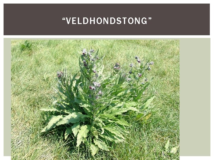 “VELDHONDSTONG” HOOFDFOTO 