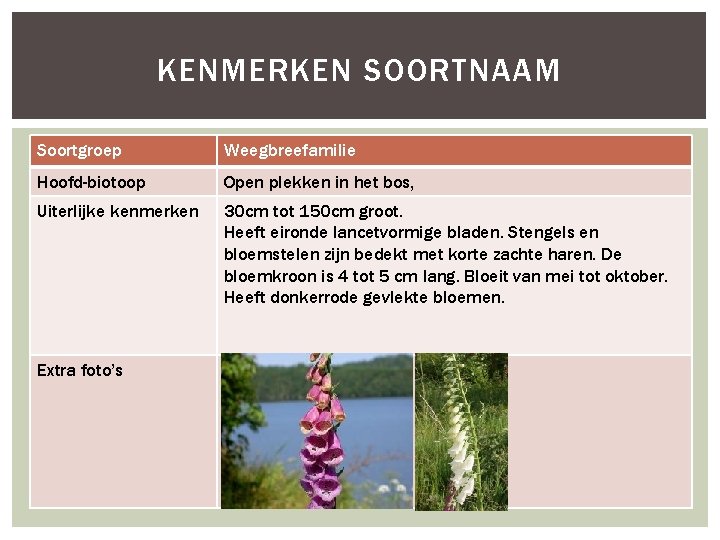 KENMERKEN SOORTNAAM Soortgroep Weegbreefamilie Hoofd-biotoop Open plekken in het bos, Uiterlijke kenmerken 30 cm