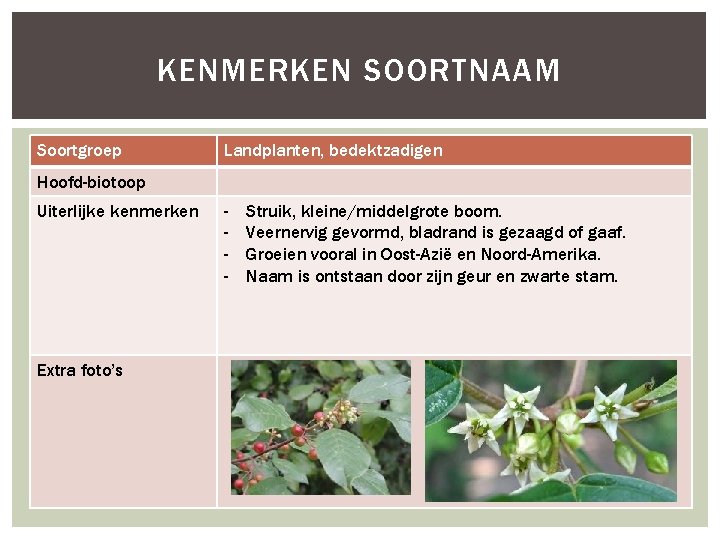 KENMERKEN SOORTNAAM Soortgroep Landplanten, bedektzadigen Hoofd-biotoop Uiterlijke kenmerken Extra foto’s - Struik, kleine/middelgrote boom.