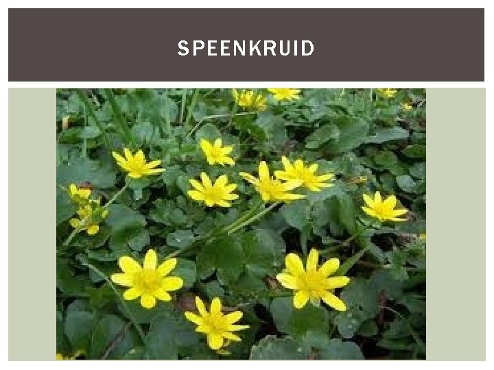 SPEENKRUID 