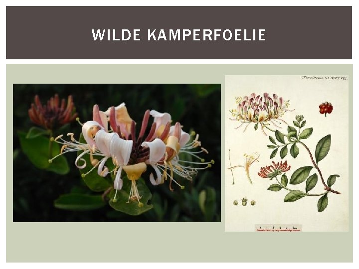 WILDE KAMPERFOELIE 