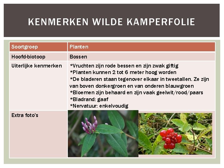 KENMERKEN WILDE KAMPERFOLIE Soortgroep Planten Hoofd-biotoop Bossen Uiterlijke kenmerken *Vruchten zijn rode bessen en