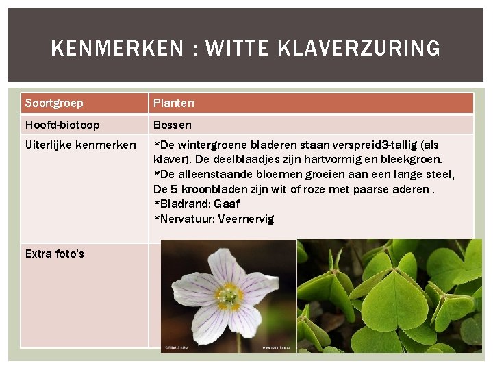 KENMERKEN : WITTE KLAVERZURING Soortgroep Planten Hoofd-biotoop Bossen Uiterlijke kenmerken *De wintergroene bladeren staan