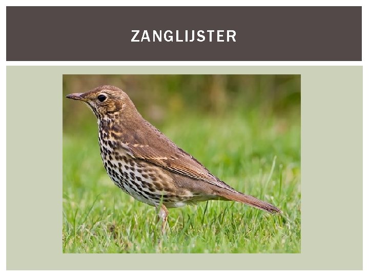 ZANGLIJSTER 