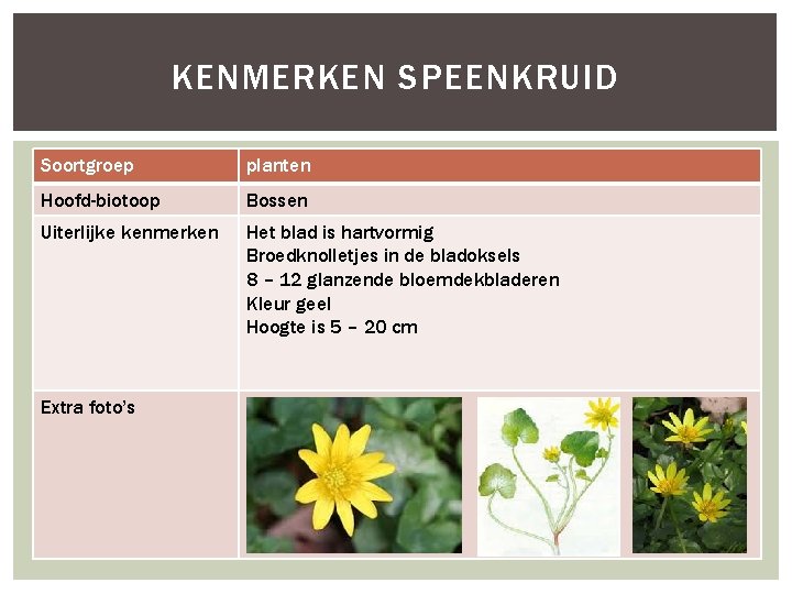 KENMERKEN SPEENKRUID Soortgroep planten Hoofd-biotoop Bossen Uiterlijke kenmerken Het blad is hartvormig Broedknolletjes in