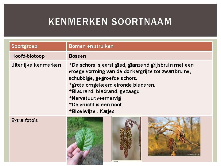 KENMERKEN SOORTNAAM Soortgroep Bomen en struiken Hoofd-biotoop Bossen Uiterlijke kenmerken *De schors is eerst