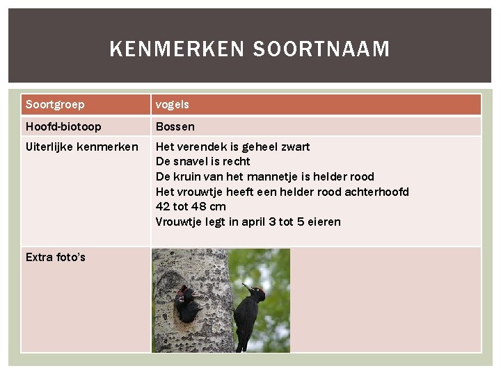 KENMERKEN SOORTNAAM Soortgroep vogels Hoofd-biotoop Bossen Uiterlijke kenmerken Het verendek is geheel zwart De