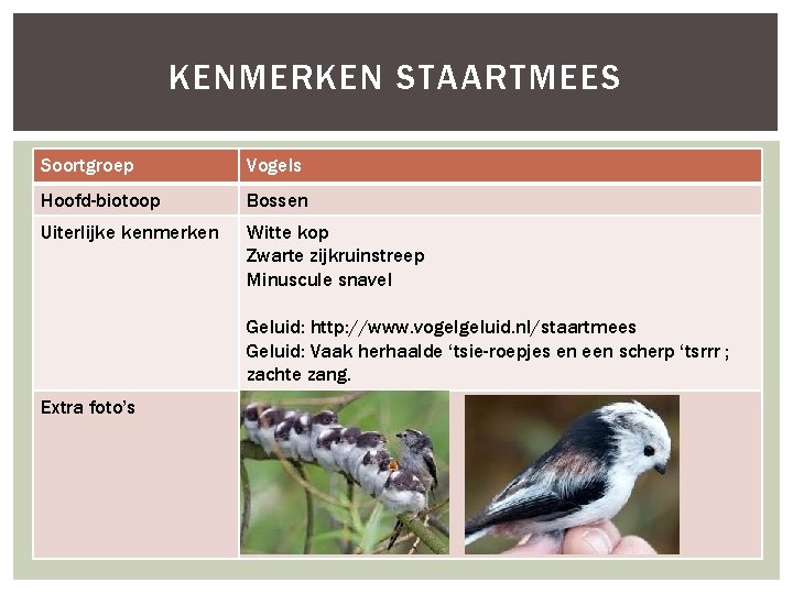 KENMERKEN STAARTMEES Soortgroep Vogels Hoofd-biotoop Bossen Uiterlijke kenmerken Witte kop Zwarte zijkruinstreep Minuscule snavel