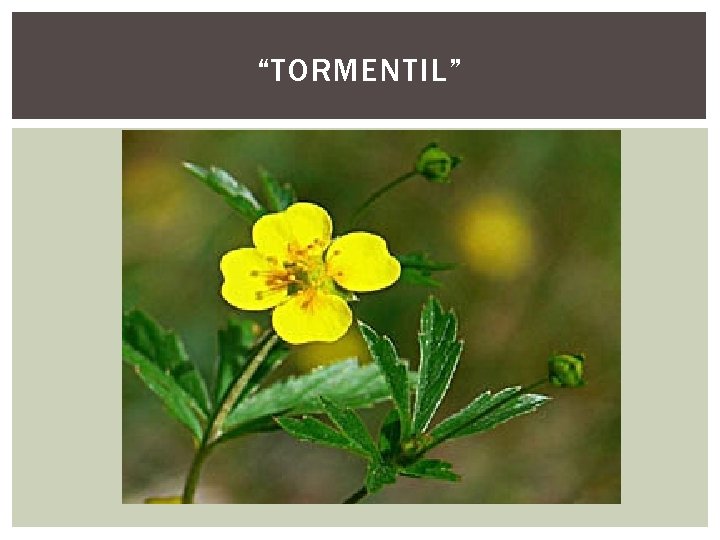 “TORMENTIL” 