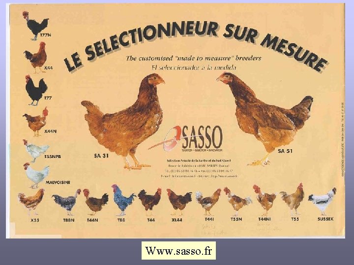 Www. sasso. fr 